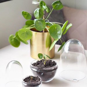 Grow Greenhouse Small