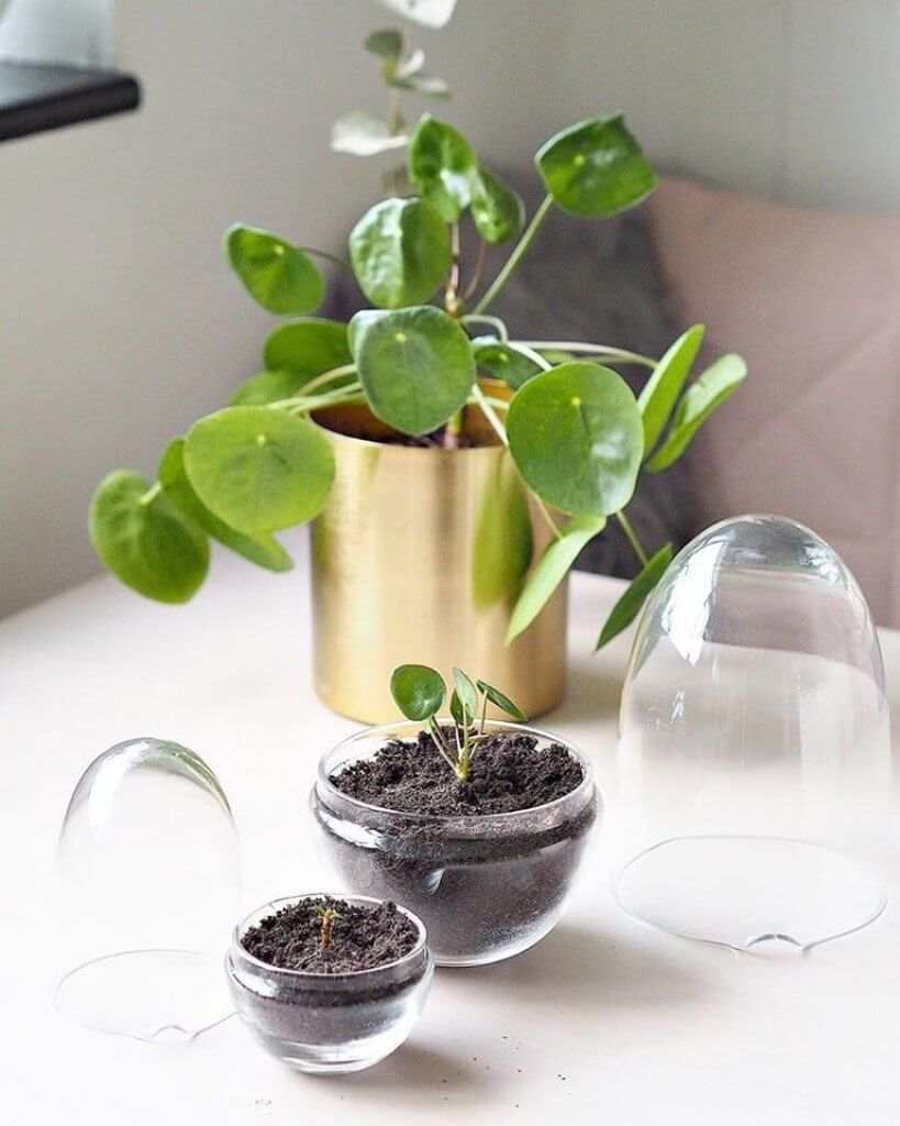 Grow Greenhouse Small