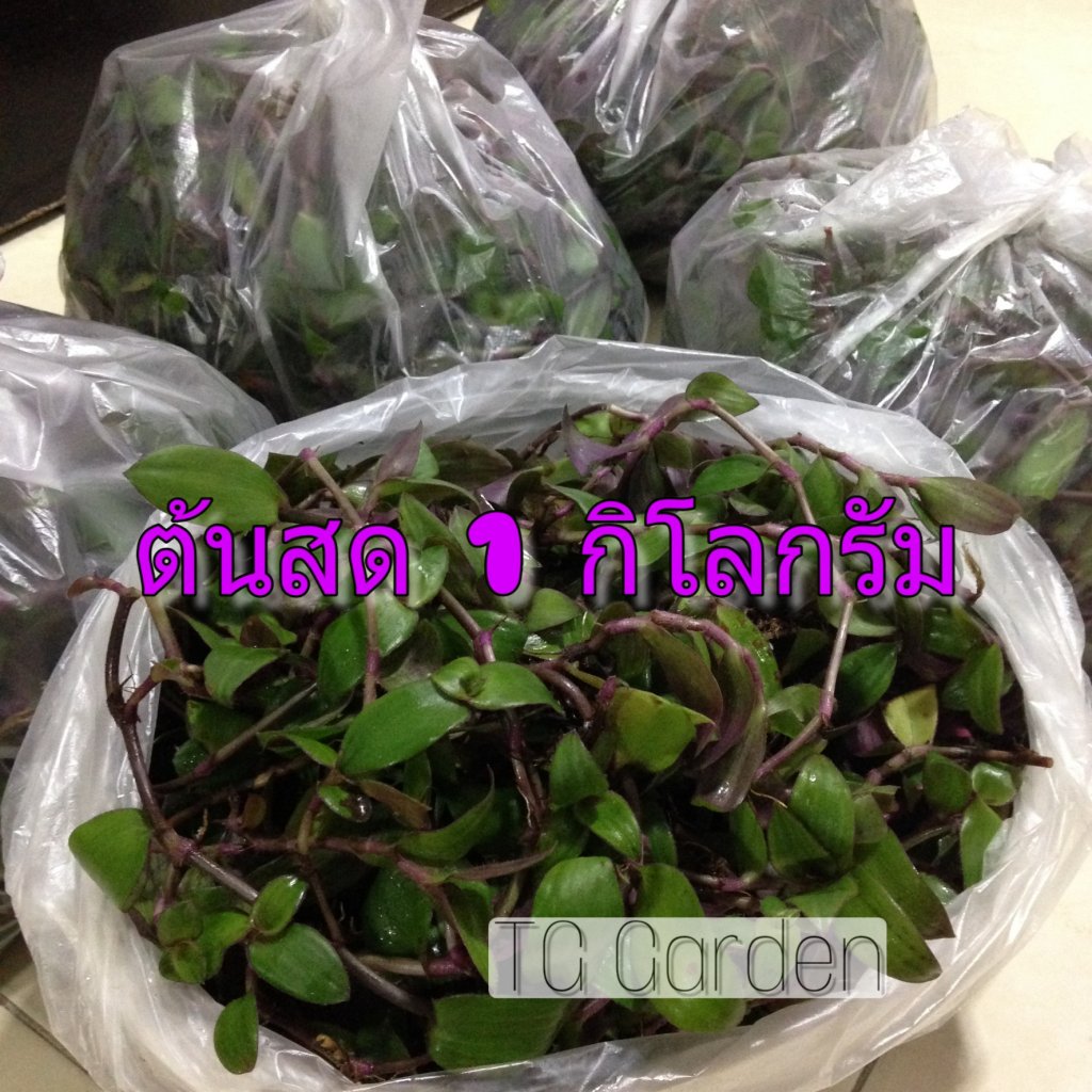 ไผ่น้ำต้นสด บรรจุถุงละ 1กก.
