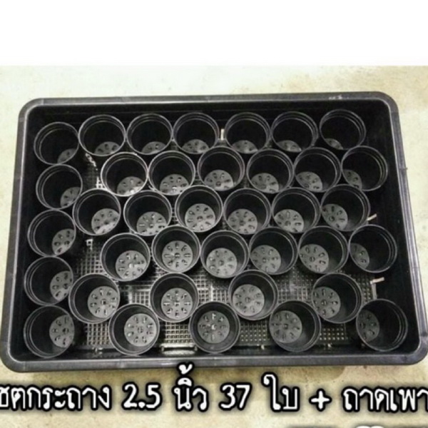 ชุดเชตกระถาง 2.5นิ้ว 37ใบรวมถาดเพาะ