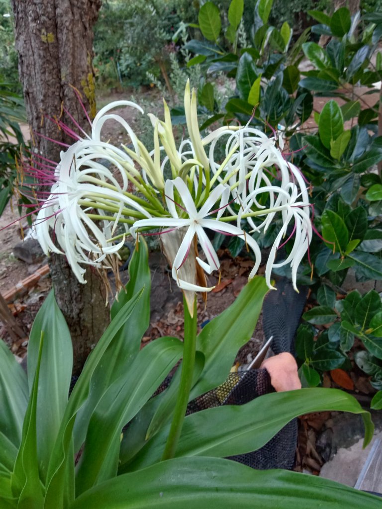 Cape Lilly ต้นพลับพลึง