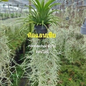 ต้นไม้ ทิลแลนเซีย