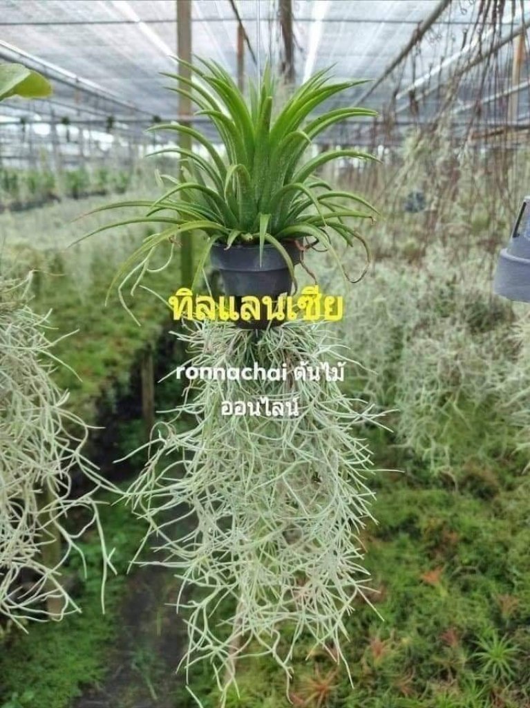 ต้นไม้ ทิลแลนเซีย