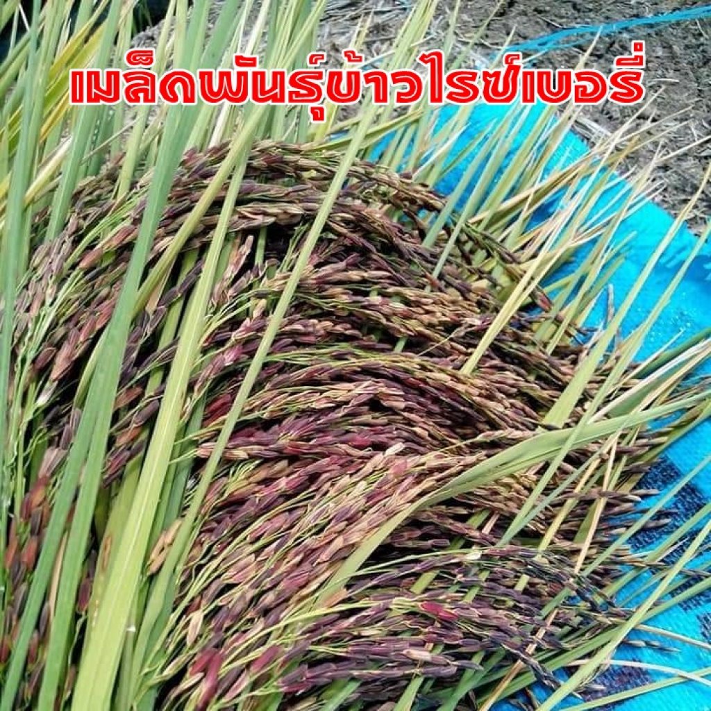 เมล็ดพันธุ์ข้าวไรซ์เบอรี่