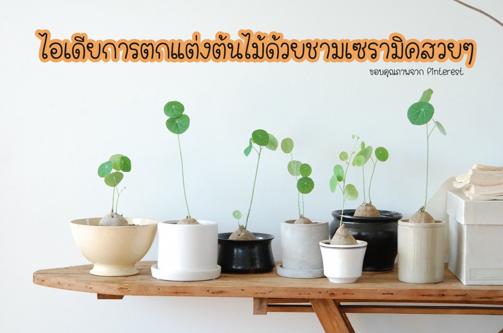 กระถางเซรามิคสวยๆ คัดแบบ ใส่ต้นไม้ขนาดเล็ก