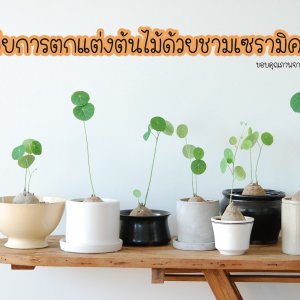 กระถางเซรามิคสวยๆ คัดแบบ ใส่ต้นไม้ขนาดเล็ก