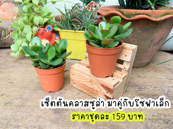 เซตต้นคลาสซูล่าตกแต่งพร้อมขาตั้ง ชิงช้า หรือชั้นไม้แบบโซฟาสุดน่ารัก - Image 4