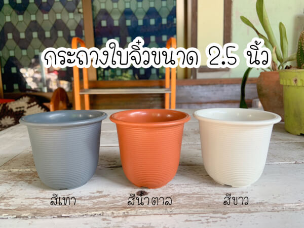 กระถางพลาสติก ทรงถ้วย 2.5 นิ้ว