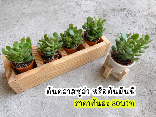 เซตต้นคลาสซูล่าตกแต่งพร้อมขาตั้ง ชิงช้า หรือชั้นไม้แบบโซฟาสุดน่ารัก - Image 3