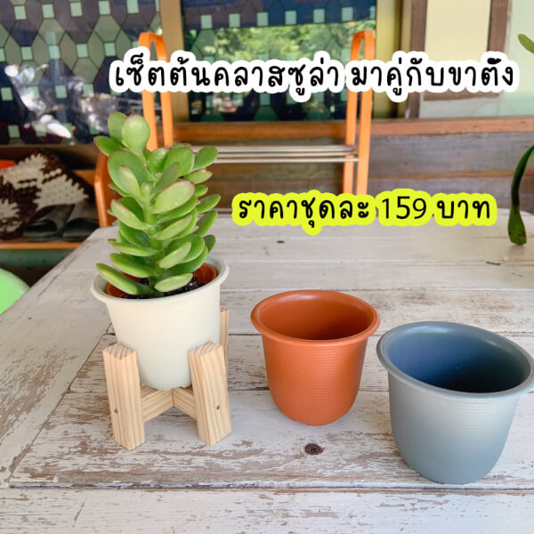 เซตต้นคลาสซูล่าตกแต่งพร้อมขาตั้ง ชิงช้า หรือชั้นไม้แบบโซฟาสุดน่ารัก - Image 2