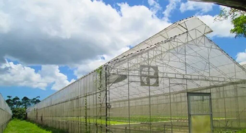 มุ้งกันแมลง Anti-Insect net สีขาว