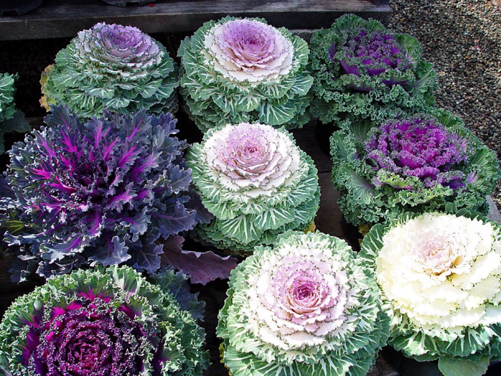 เมล็ดปูเล่ประดับ คละสี - Osaka Series Mix Ornamental Cabbage