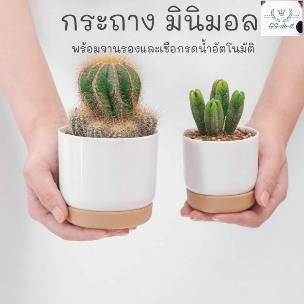 กระถางต้นไม้มินิมอล กระถางแคคตัส มีจานรอง