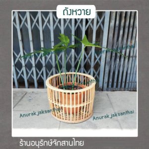 ถังหวาย ตะกร้าใส่ต้นไม้