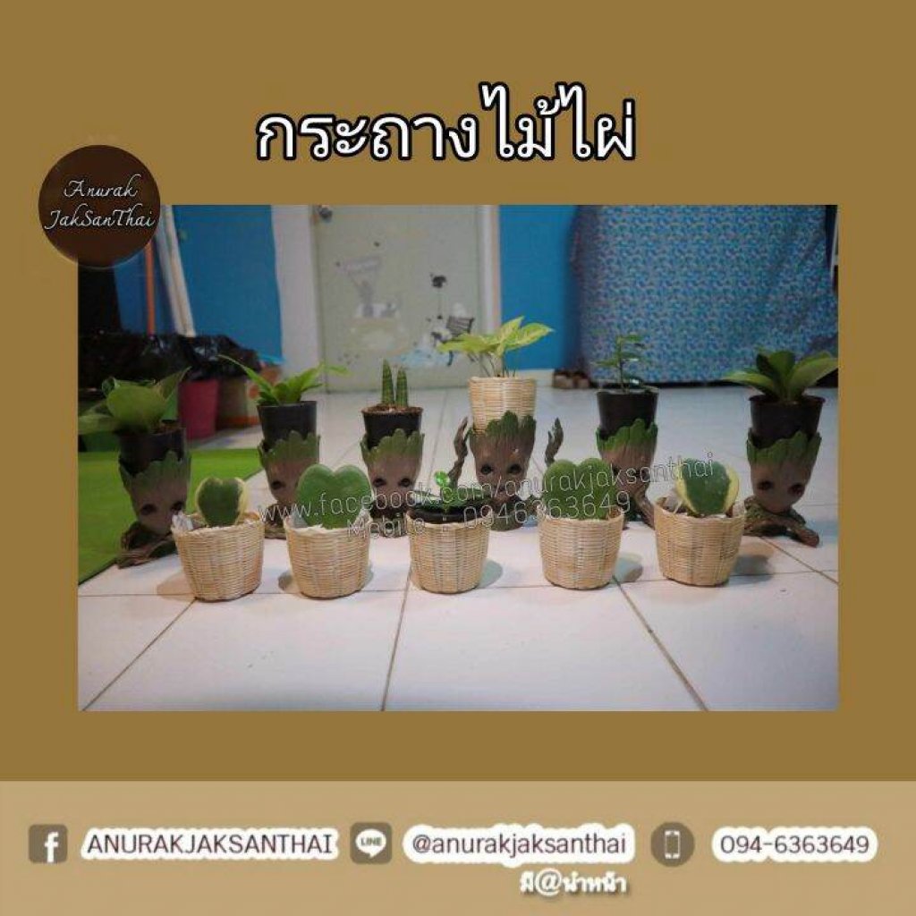 กระถางต้นไม้​ กว้าง​ 3 นิ้ว