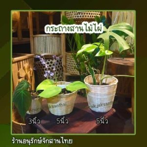 กระถางไม้ไผ่สาน​ กระถางต้นไม้​