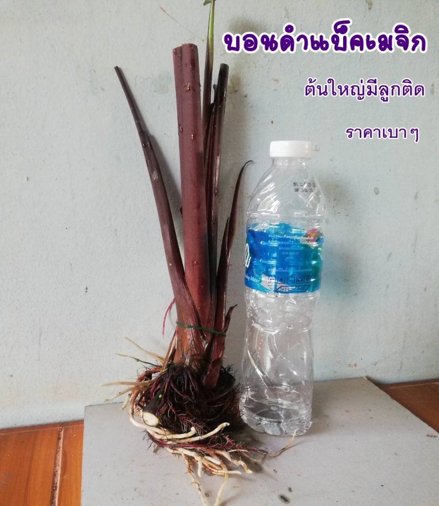 บอนดำ(black magic)เสน่ห์ใบดำ ปลูกประดับ