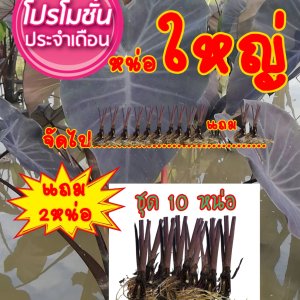 บอนดำแบ็คเมจิกชุด10หน่อแถมฟรี2หน่อ