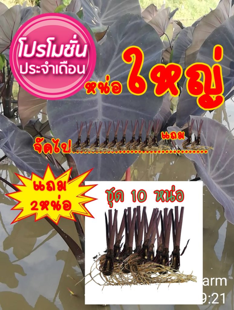 บอนดำแบ็คเมจิกชุด10หน่อแถมฟรี2หน่อ