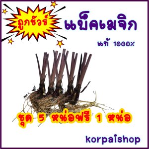 บอนดำแบ็คเมจิกชุด5 ต้น
