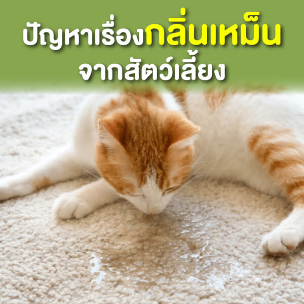 หอม HOM สเปรย์กำจัดกลิ่นเหม็นสัตว์เลี้ยง 100ml. - Image 20
