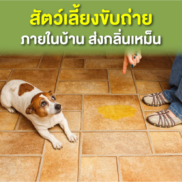 หอม HOM สเปรย์กำจัดกลิ่นเหม็นสัตว์เลี้ยง 100ml. - Image 19