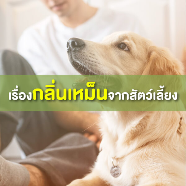 หอม HOM สเปรย์กำจัดกลิ่นเหม็นสัตว์เลี้ยง 100ml. - Image 17
