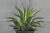 ต้นAgave ปากนกแก้ว สีเหลือง และ เขียว