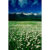 GL 24X36 FLOWERY 002 PM