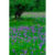 GL 24X36 FLOWERY 003 PM