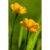 GL 24X36 FLOWERY 005 PM