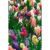 GL 24X36 FLOWERY 006 PM