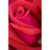 GL 24X36 FLOWERY 008 PM