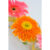GL 24X36 FLOWERY 009 PM