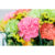 GL 24X36 FLOWERY 013 PM