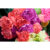 GL 24X36 FLOWERY 014 PM