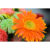 GL 24X36 FLOWERY 016 PM