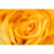GL 24X36 FLOWERY 018 PM