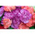 GL 24X36 FLOWERY 020 PM