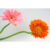 GL 24X36 FLOWERY 024 PM