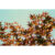 GL 24X36 SCENERY 012 PM