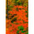 GL 24X36 SCENERY 019 PM