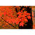 GL 24X36 SCENERY 034 PM