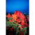 GL 24X36 SCENERY 043 PM