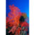 GL 24X36 SCENERY 044 PM