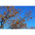 GL 24X36 SCENERY 066 PM