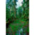 GL 24X36 SCENERY 081 PM