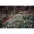 GL 24X36 SCENERY 085 PM