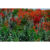 GL 24X36 SCENERY 104 PM