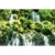 GL 24X36 SCENERY 109 PM